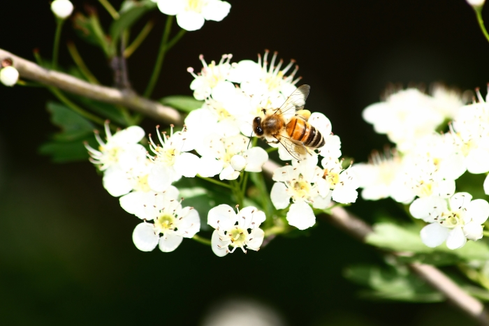 Apis mellifera?